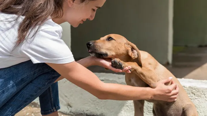 Criança acariciando um cão em uma feira de adoção