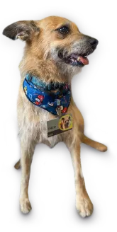 Foto do cachorro Chico